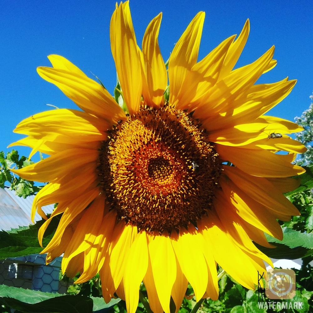 Meet your Posher, Kristen